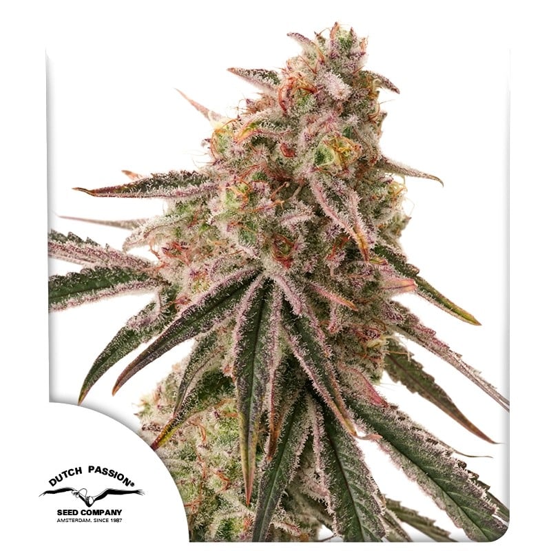 Frozen Biscotti Dutch Passion 3 Seeds