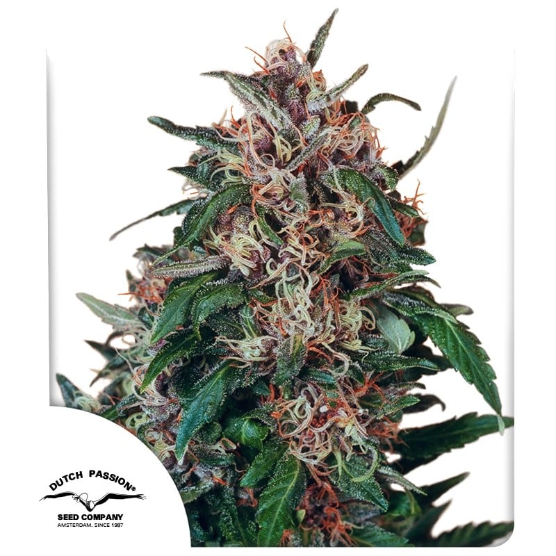 Hollands Hope ® 100er Dutch Passion – Bild 2