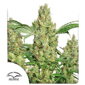 Power Plant 3 Seeds Dutch Passion