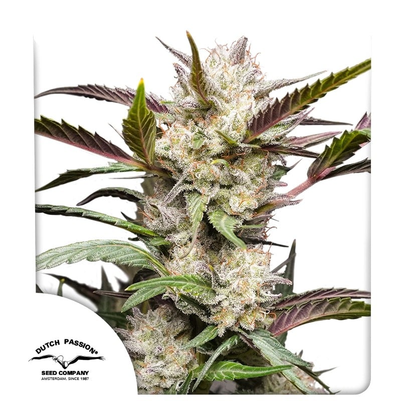 Auto Mimosa Punch ® 7er Dutch Passion – Bild 3