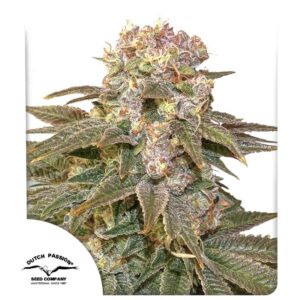 C-Vibez ® 3er Dutch Passion