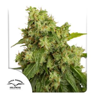 Auto Xtreme Hace ® 100er Dutch Passion