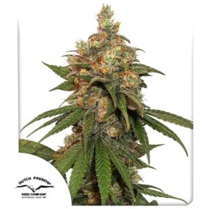 Hifi 4G ® 100er Dutch Passion