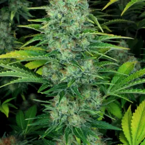 Ice Cream 3 Seeds Paradise Seeds