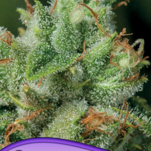 anesia afghanica 3er