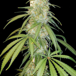 Amsterdam Amnesia ® Dutch Passion