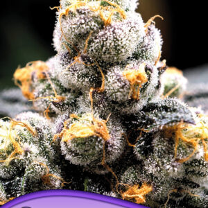 anesia scout cookies 3er
