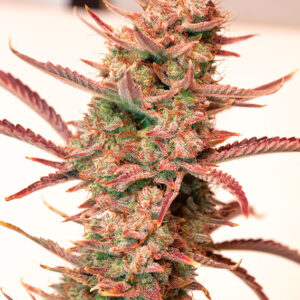 Banana Blaze ® Dutch Passion