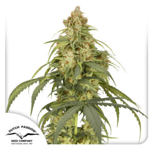 CBD-Victory ® Dutch Passion