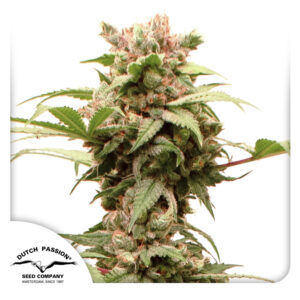 Cbg-Force ® Dutch Passion
