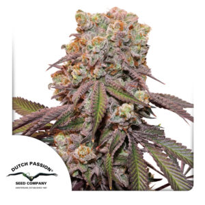 Candy Bubazt XL ® Dutch Passion