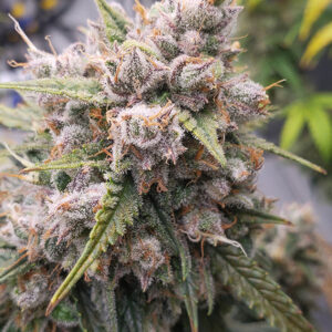 Cinderella Jack ® Dutch Passion