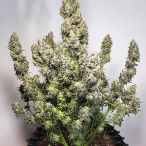 Colorado Cookies ® Dutch Passion