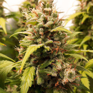 Critical Orange Punch ® Dutch Passion