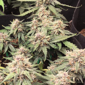 Desfran ® Dutch Passion