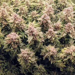Euforia ® Dutch Passion