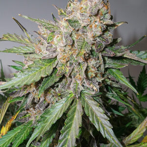 Glueberry O.G. ® Dutch Passion