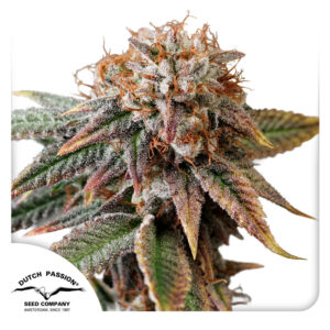 Kingston Punch ® Dutch Passion
