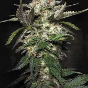 Auto Kong 3er Paradise Seeds