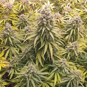 Lemon Kix ® Dutch Passion
