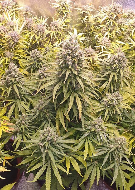 Lemon Kix ® Dutch Passion
