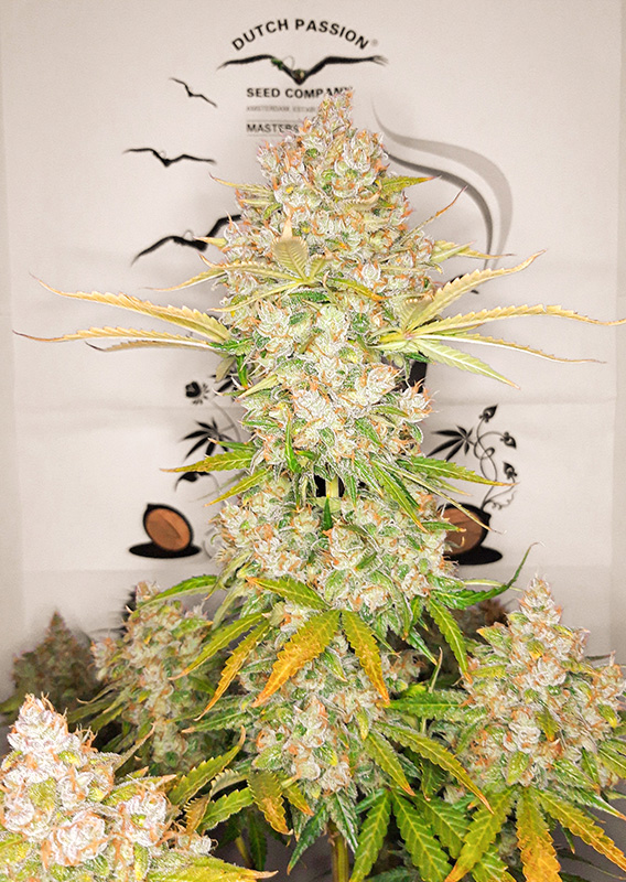 Lemon Kix ® Dutch Passion