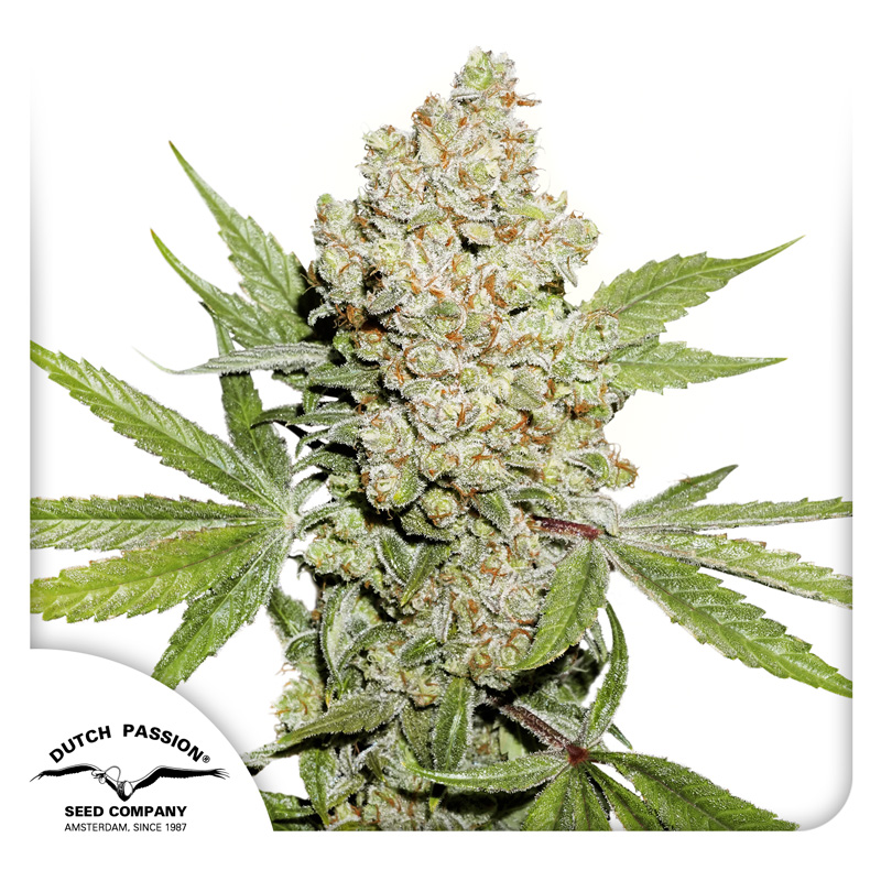 Lemon Kix ® Dutch Passion