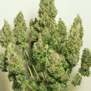 Mazar ® Dutch Passion