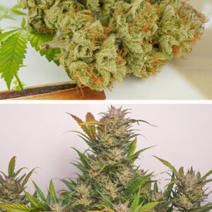 Mokum'S Tulip ® Dutch Passion
