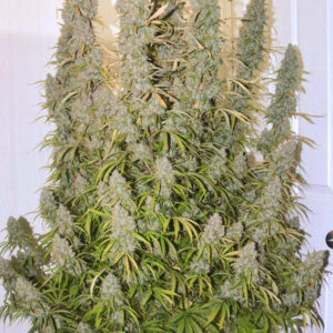 Night Queen ® Dutch Passion