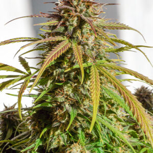 Orange Bud ® Dutch Passion