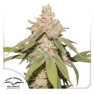Auto Sfv OG ® 7er Dutch Passion