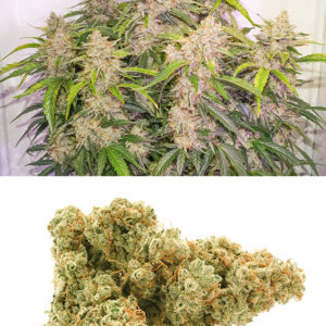 Skywalker Haze ® Dutch Passion
