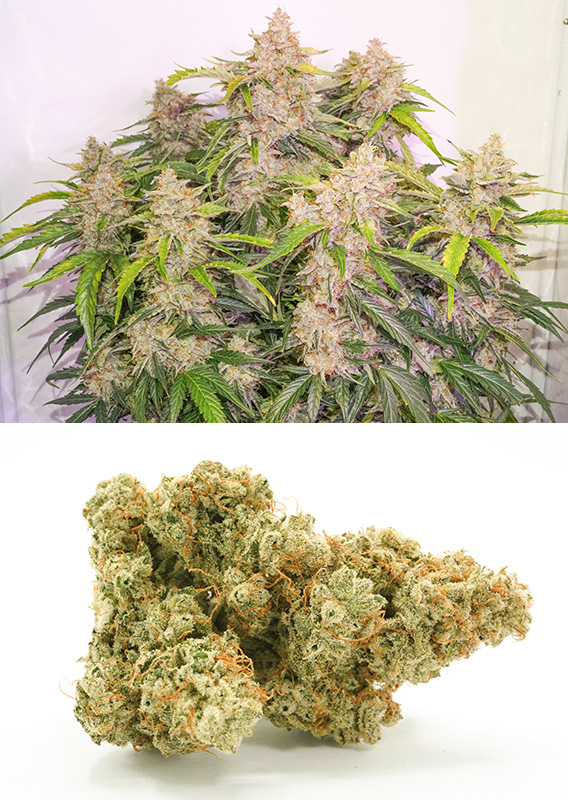 Auto Skywalker Haze 3er Dutch Passion
