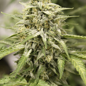 Starryder ® (Autofloreciente) Dutch Passion