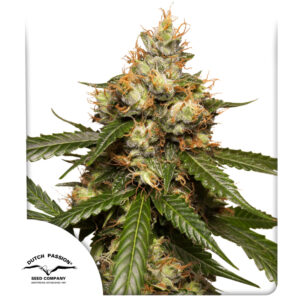 THC-Victory ® Dutch Passion