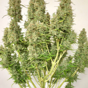 Ultimate ® Dutch Passion