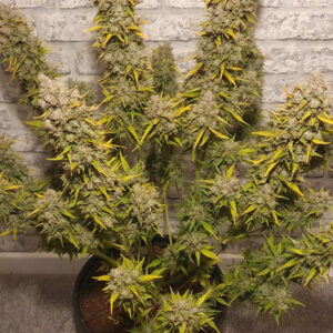 White Widow Dutch Passion