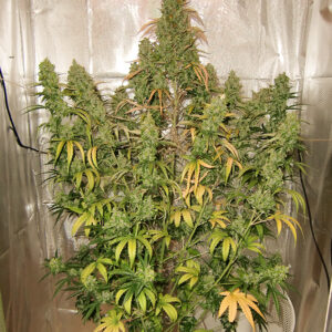 Xtreme Haze Dutch Passion
