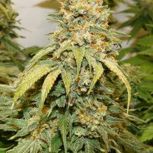 Banana Blaze ® Dutch Passion