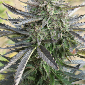 Blue Mazar ® Dutch Passion