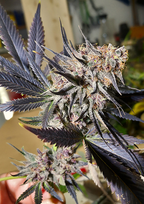 Blueberry 3er Dutch Passion