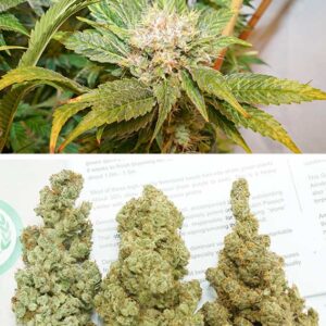 C-Vibez ® Dutch Passion