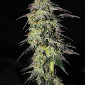 CBD Charlotte'S Angel ® Dutch Passion