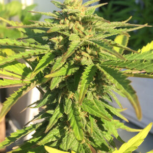 CBD White Widow Dutch Passion
