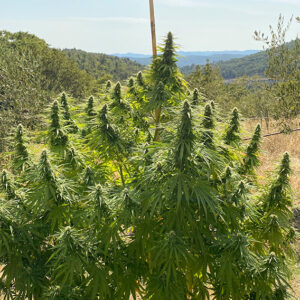 CBD Charlotte'S Angel ® Dutch Passion