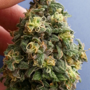 CBD Kush ® Dutch Passion