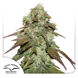 CBD Mazar ® Dutch Passion