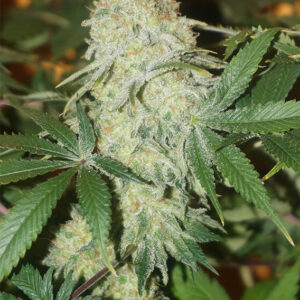 CBD Skunk Haze ® Dutch Passion