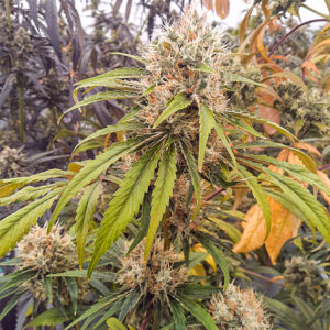 Cbg-Force ® Dutch Passion